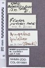 Etikette zu Ampedus pulcher (Baudi, 1871) (NHMW-ZOO-COL-0010681)